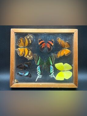 Vintage Butterfly Persevered Specimens Under Glass Taxidermy Entomology Art